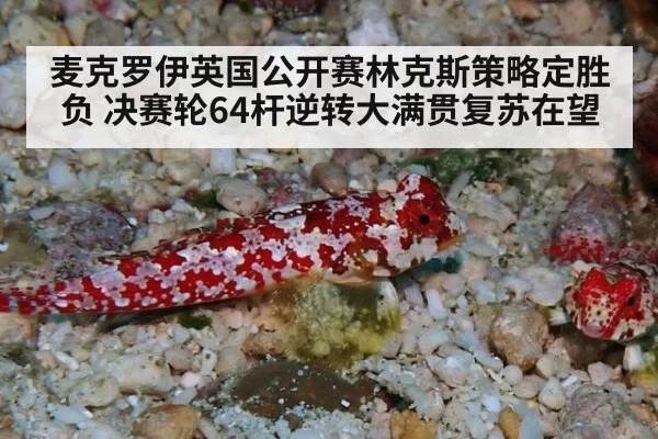 麦克罗伊英国公开赛林克斯策略定胜负 决赛轮64杆逆转大满贯复苏在望